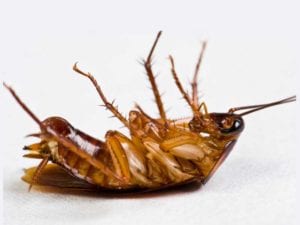Cockroach Elimination