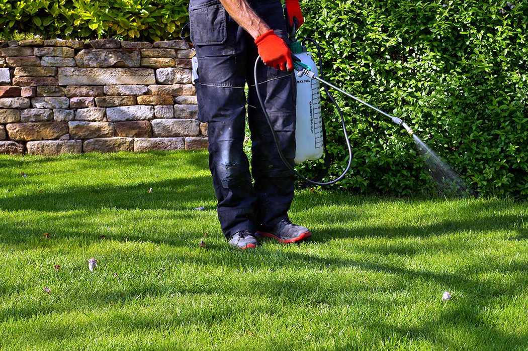Spraying pesticide with portable sprayer to eradicate garden weeds in the lawn weedicide spray on the weeds in the garden